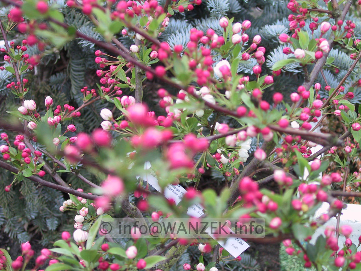 Malus sargentii Tina 02.JPG